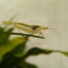 Neocaridina davidi forma salvaje colores variables acuario