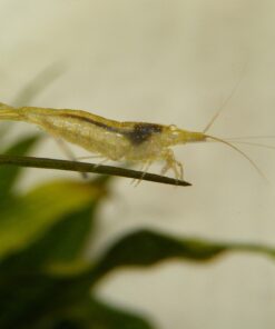 Neocaridina davidi forma salvaje colores variables acuario