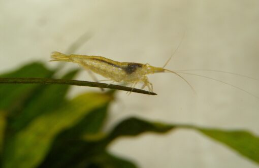 Neocaridina davidi forma salvaje colores variables acuario
