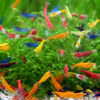 Pack 10 gambas neocaridinas arcoiris todos los colores acuario