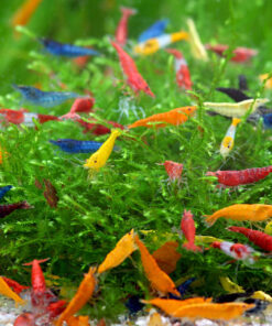 Pack 10 gambas neocaridinas arcoiris todos los colores acuario