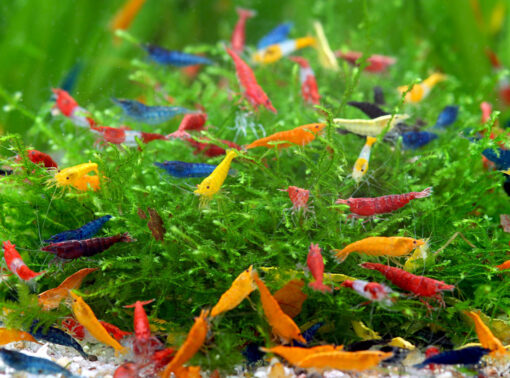 Pack 10 gambas neocaridinas arcoiris todos los colores acuario