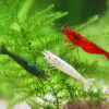 Pack Neocaridinas arcoiris italia
