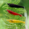 Pack gambas neocaridinas colores variados sobre sustrato oscuro
