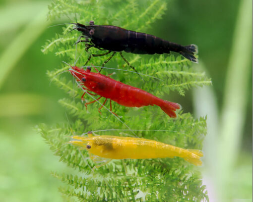 Pack gambas neocaridinas colores variados sobre sustrato oscuro