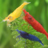Pack neocaridinas tricolor