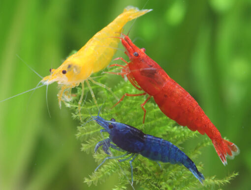 Pack neocaridinas tricolor
