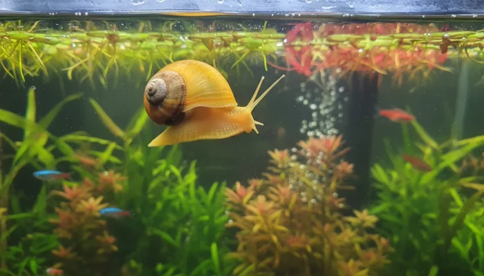 Caracol manzana dorado Pomacea bridgesii en cristal del acuario