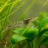 Gamba Amano (Caridina multidentata) en acuario plantado