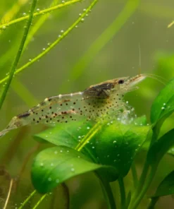 Gamba Amano (Caridina multidentata) en acuario plantado