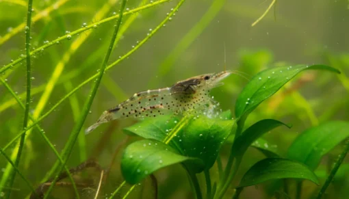 Gamba Amano (Caridina multidentata) en acuario plantado