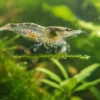 Gamba Amano comiendo algas en acuario