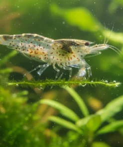 Gamba Amano comiendo algas en acuario