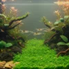 Grupo de gambas Amano en acuario plantado