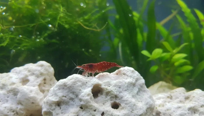 Gamba Red Cherry junto a piedras minerales naturales en acuario plantado