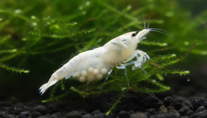 Gamba Snowball blanca Neocaridina con huevos blancos visibles
