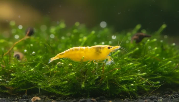 Gamba Yellow Golden Neocaridina davidi en acuario plantado