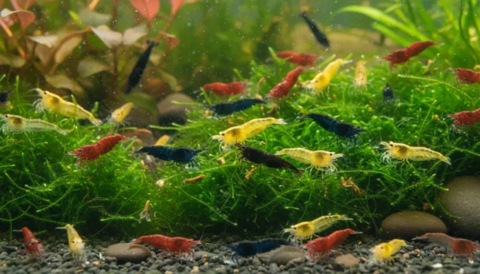 Variedades de color de Neocaridina davidi en acuario plantado
