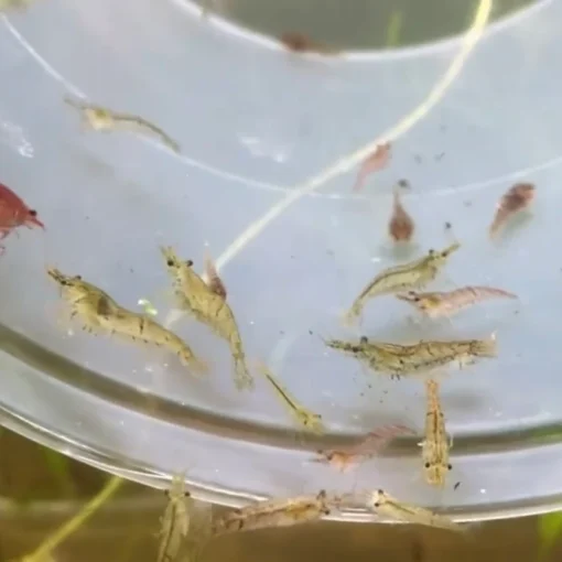 Gambas neocaridinas wild sobre musgo acuario plantado