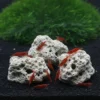 Piedras minerales en acuario con gambas Red Cherry alimentándose