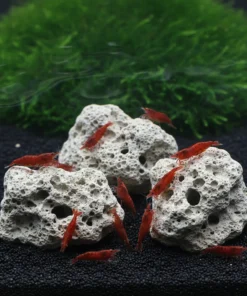 Piedras minerales en acuario con gambas Red Cherry alimentándose