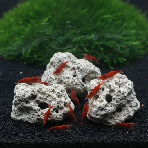 Piedras minerales en acuario con gambas Red Cherry alimentándose