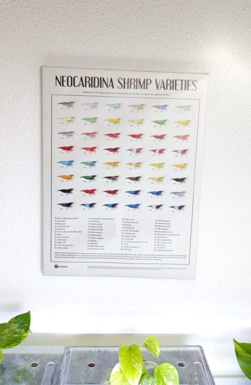 Cuadro Gambas Neocaridinas