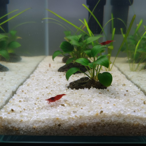 Aragonita usada como sustrato en acuario plantado con neocaridinas
