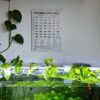 Cuadro Neocaridinas junto a acuario plantado