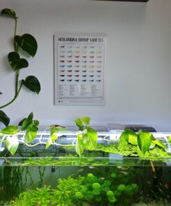 Cuadro Neocaridinas junto a acuario plantado