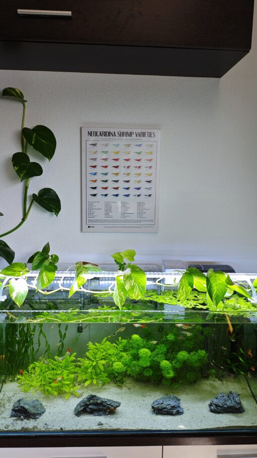 Cuadro Neocaridinas junto a acuario plantado