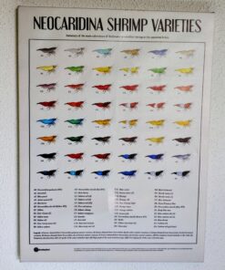 Cuadro Neocaridinas 30x40cm variedades de color