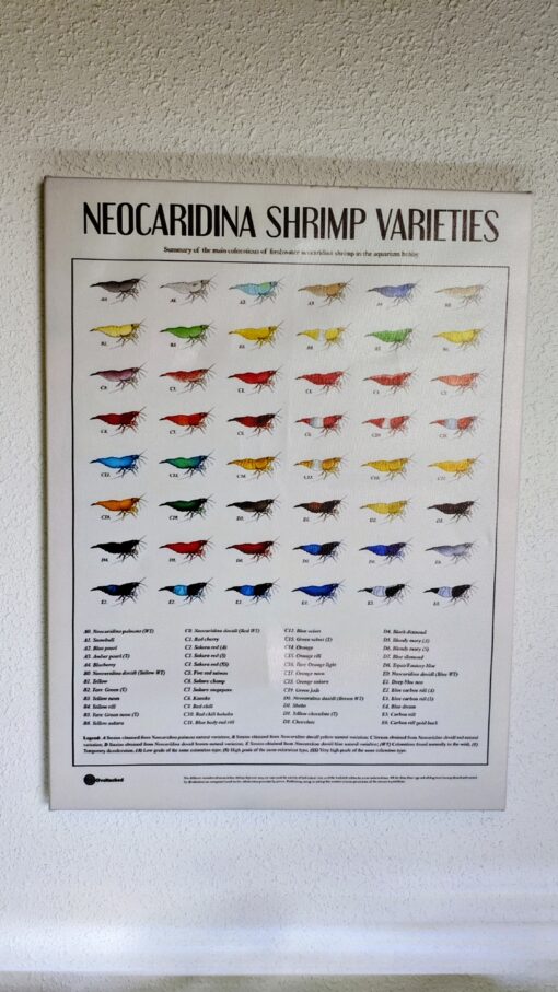 Cuadro Neocaridinas 30x40cm variedades de color