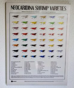 Cuadro Neocaridinas 30x40cm variedades de color