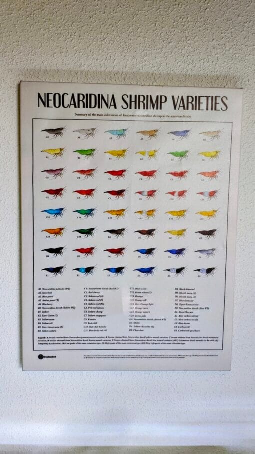 Cuadro Neocaridinas 30x40 cm con mas de 50 variedades de color en pared