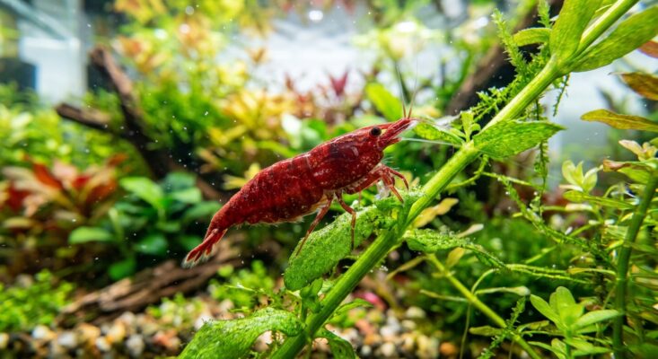 Enfermedades Gambas Acuario