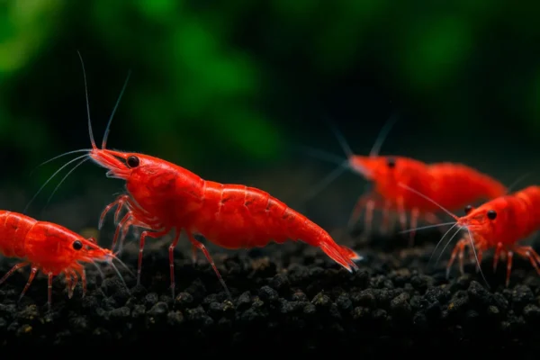 Gambas neocaridinas en acuario plantado