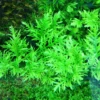 Hojas plumosas finamente divididas del helecho de agua Hygrophila difformis