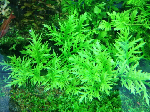 Hojas plumosas finamente divididas del helecho de agua Hygrophila difformis