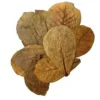 Hojas de Almendro Indio para Acuario - Pack 10 uds (Catappa)