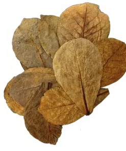 Hojas de Almendro Indio para Acuario - Pack 10 uds (Catappa)
