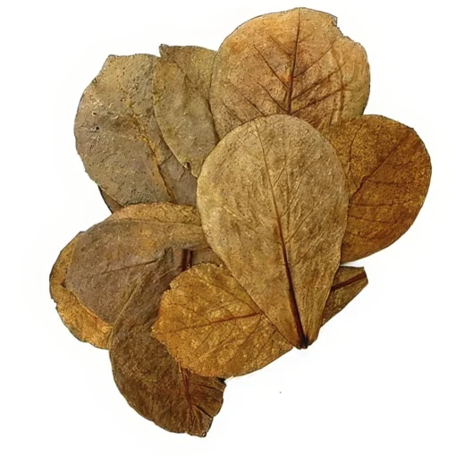 Hojas de Almendro Indio para Acuario - Pack 10 uds (Catappa)