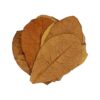 Hojas de Almendro Indio para Acuario - Pack 10 uds (Catappa) - detalle