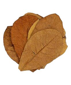 Hojas de Almendro Indio para Acuario - Pack 10 uds (Catappa) - detalle