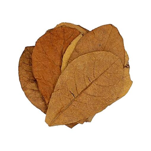 Hojas de Almendro Indio para Acuario - Pack 10 uds (Catappa) - detalle