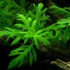 Hygrophila difformis (helecho de agua) en acuario plantado