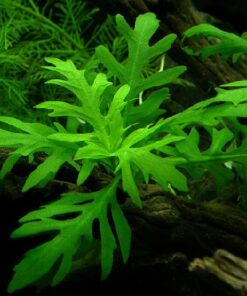 Hygrophila difformis (helecho de agua) en acuario plantado