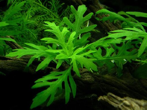 Hygrophila difformis (helecho de agua) en acuario plantado
