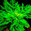 Hygrophila difformis (water wisteria) sumergida en acuario plantado