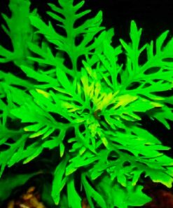 Hygrophila difformis (water wisteria) sumergida en acuario plantado